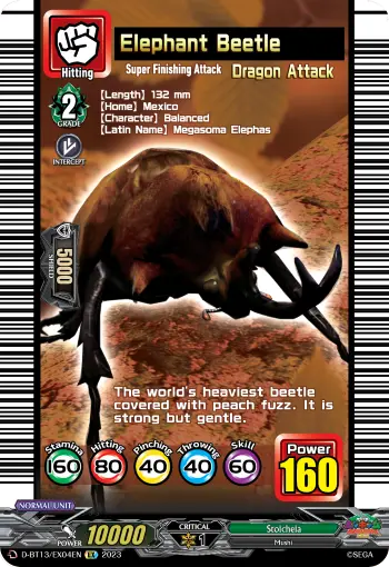 Elephant Beetle