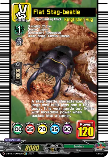 Flat Stag-beetle